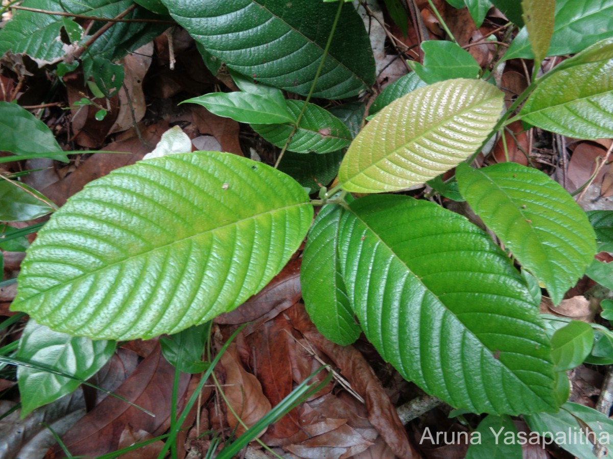 Tetracera sarmentosa (L.) Vahl